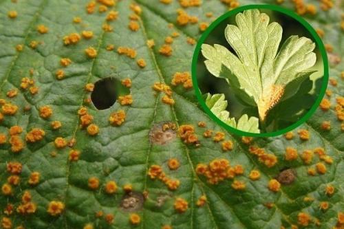 Как бороться с паршой на крыжовнике. Чем болеет крыжовник и какими вредителями подвержен?