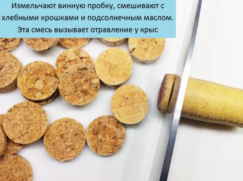 Как избавиться от крыс под полом. Как избавиться в частном доме