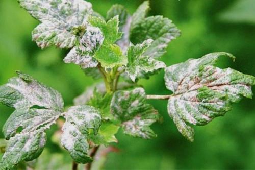 Как бороться с паршой на крыжовнике. Чем болеет крыжовник и какими вредителями подвержен?