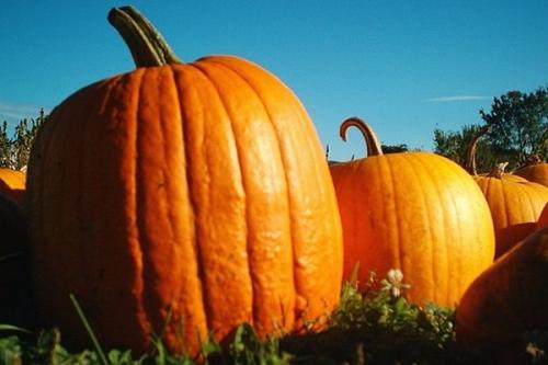 Как определить, что тыква созрела на грядке. Осмотреть кожуру 01