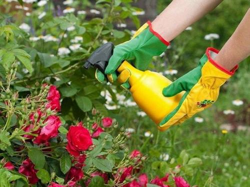 Железный купорос для роз. Нюансы опрыскивания розы железным купоросом осенью! Защита растения в ваших руках