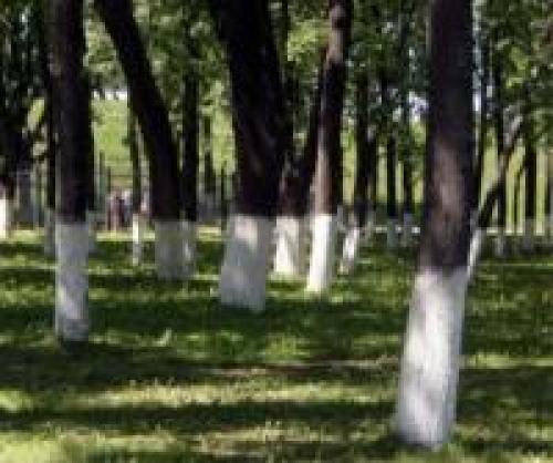 Можно ли красить деревья масляной краской. Краски 05