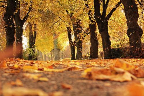 Какие деревья не желтеют осенью. Почему осенью листья желтеют и опадают?