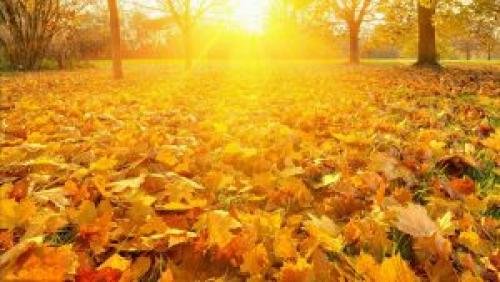 Какие деревья не желтеют осенью. Почему осенью листья желтеют и опадают?