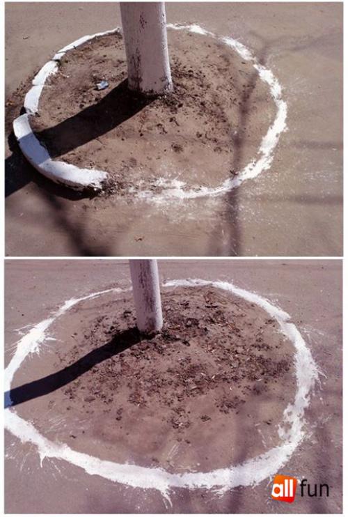 Белят ли деревья в европе. Глупые вопросы/Умные ответы: Почему «белят» городские деревья?