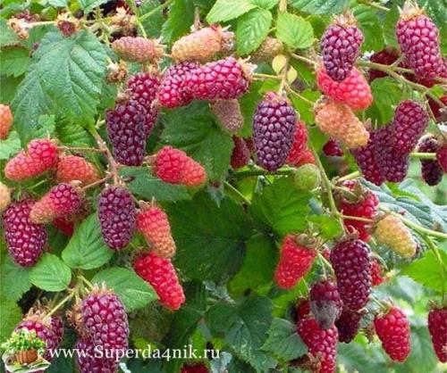 Как называется гибрид малины и ежевики. Черная малина: чем отличается от ежевики, уход и размножение