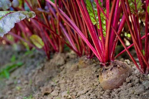 Как вырастить сладкую свеклу на песчаной почве. Вырастить тёмную и сладкую свеклу на даче помогут некоторые хитрости