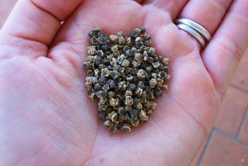 Как вырастить сладкую свеклу на песчаной почве. Вырастить тёмную и сладкую свеклу на даче помогут некоторые хитрости