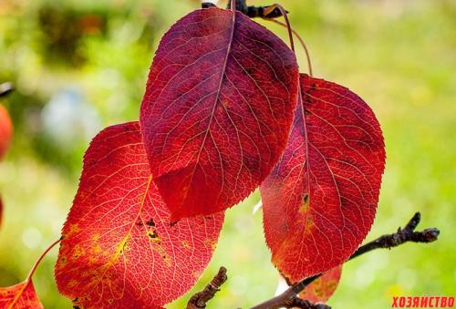 Почему у груши листья бордовые. Пять причин покраснения листьев на груше