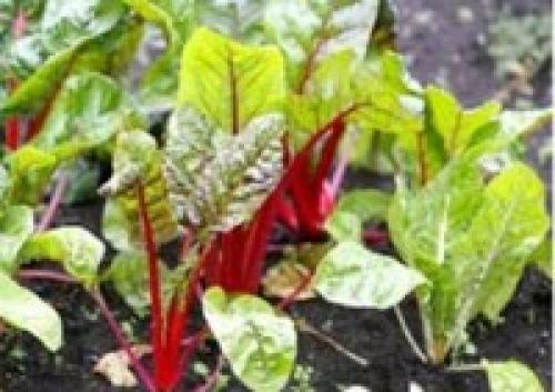 Какую температуру выдерживает свекла. Условия выращивания свеклы