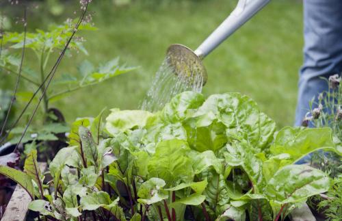 Чтобы свекла была сладкой чем поливать. Чем поливать свеклу, чтобы была сладкая?