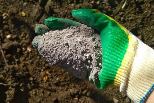 Как вырастить сладкую свеклу на песчаной почве. Вырастить тёмную и сладкую свеклу на даче помогут некоторые хитрости