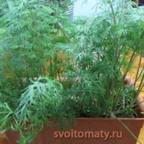 Свои семена томатов от валерия медведева. Огород - сад Медведевых