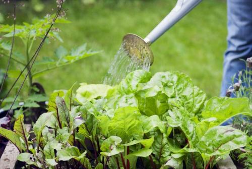 Как вырастить сладкую свеклу на песчаной почве. Вырастить тёмную и сладкую свеклу на даче помогут некоторые хитрости