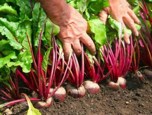 Как вырастить сладкую свеклу. Как вырастить свеклу сладкой: хитрости дачника 12