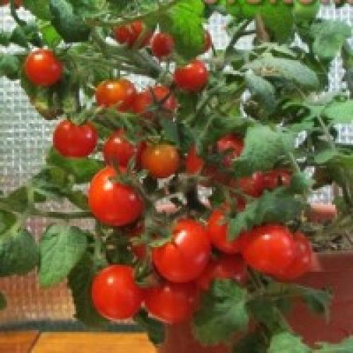 Свои семена томатов от валерия медведева. Огород - сад Медведевых