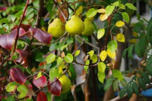 Изменение цвета листьев груши. 8 причин, почему у груши покраснели листья и что делать