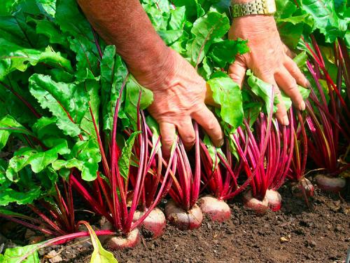 Как вырастить сладкую свеклу на даче. Выращивание свеклы: секреты опытных огородников