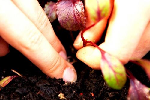 Как вырастить сладкую свеклу на песчаной почве. Вырастить тёмную и сладкую свеклу на даче помогут некоторые хитрости