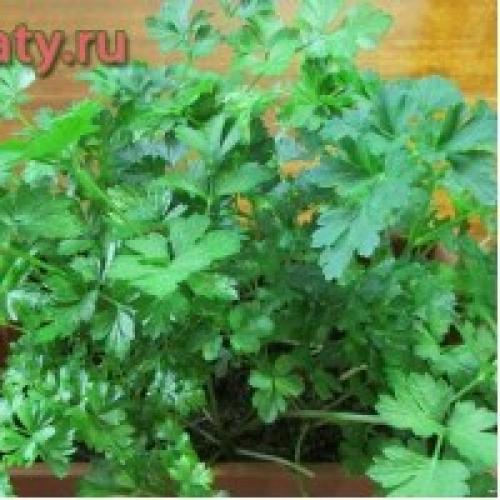 Свои семена томатов от валерия медведева. Огород - сад Медведевых