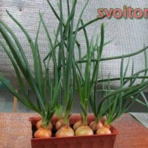 Свои семена томатов от валерия медведева. Огород - сад Медведевых