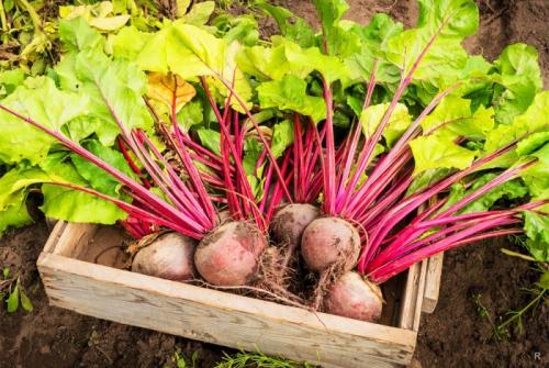 Как вырастить сладкую свеклу на песчаной почве. Вырастить тёмную и сладкую свеклу на даче помогут некоторые хитрости