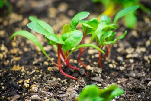 Как вырастить сладкую свеклу на песчаной почве. Вырастить тёмную и сладкую свеклу на даче помогут некоторые хитрости