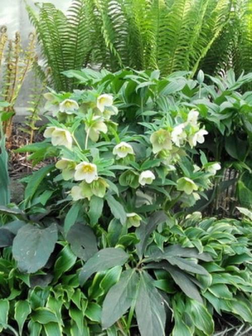 Кандык Собачий зуб посадка и уход. Виды и сорта эритрониума 15