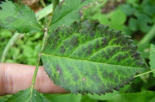 Медный купорос или железный купорос. Что эффективнее медный или железный купорос. Для чего применяется медный и железный купорос в садоводстве. Читают прямо сейчас 06