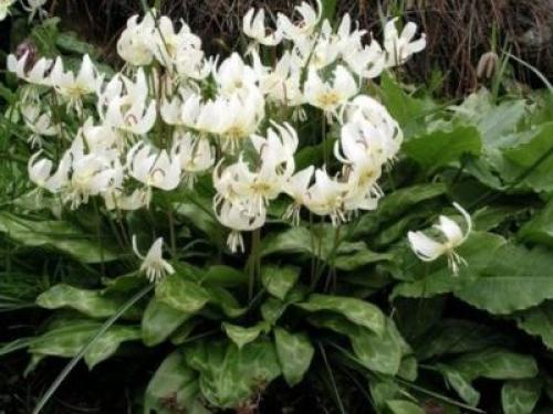 Кандык Собачий зуб посадка и уход. Виды и сорта эритрониума