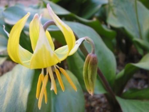 Кандык Собачий зуб посадка и уход. Виды и сорта эритрониума