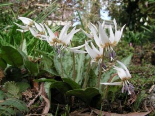 Кандык Собачий зуб посадка и уход. Виды и сорта эритрониума