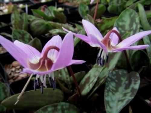 Кандык Собачий зуб посадка и уход. Виды и сорта эритрониума