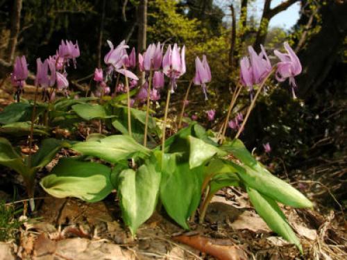 Кандык Собачий зуб посадка и уход. Виды и сорта эритрониума
