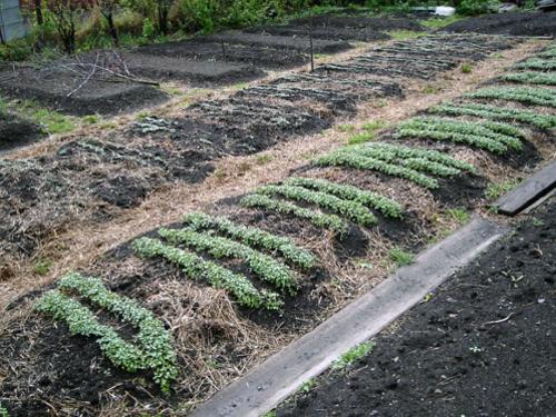 Как сеять горчицу. Горчица, как удобрение осенью. В чем преимущество осеннего посева