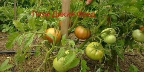 Дикий томат. Характеристика и описание томата «Дикий Фред»