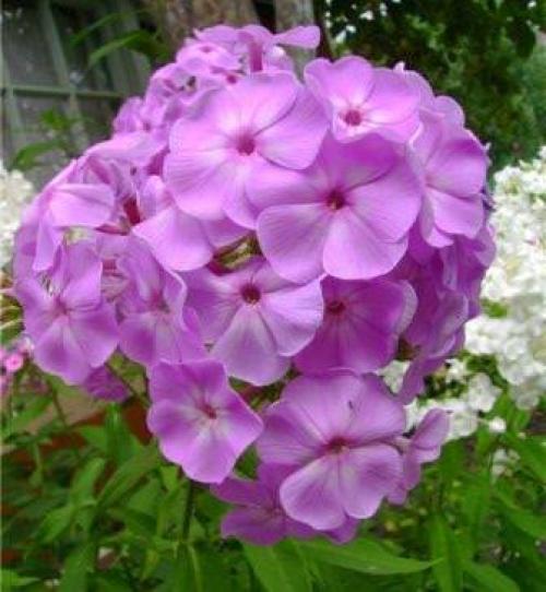 Переопыляются ли ФЛОКСЫ посаженные рядом. Re: ФЛОКСЫ - 3 06