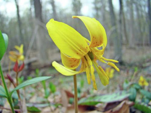 Кандык Собачий зуб посадка и уход. Виды и сорта эритрониума