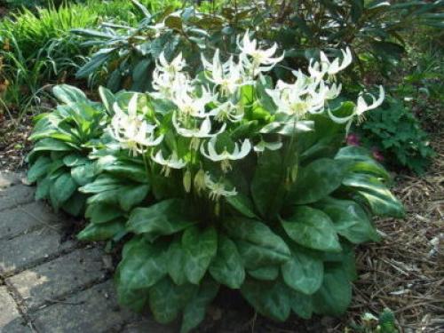 Кандык Собачий зуб посадка и уход. Виды и сорта эритрониума