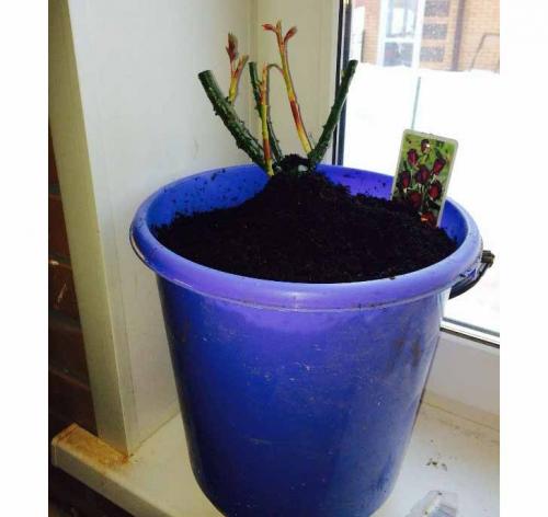 Как правильно посадить розу купленную в магазине. Как сажать розы, купленные в коробке