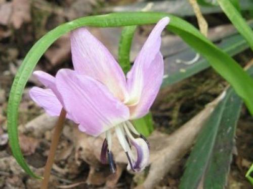 Кандык Собачий зуб посадка и уход. Виды и сорта эритрониума