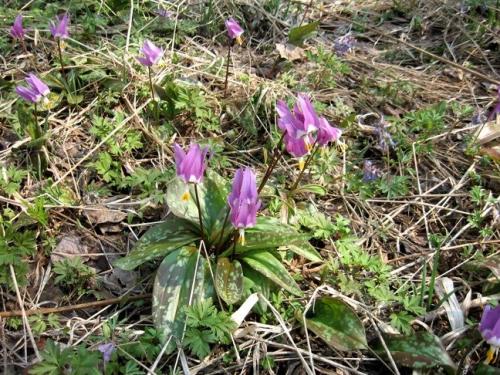 Кандык сибирский. Экология