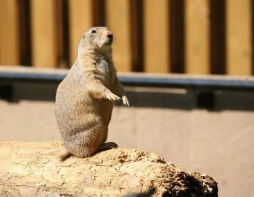 Китайская собачка Как избавиться. Что такое «китайская собачка»