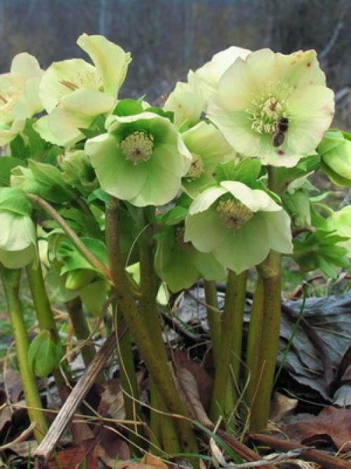 Кандык Собачий зуб посадка и уход. Виды и сорта эритрониума 12