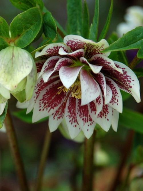 Кандык Собачий зуб посадка и уход. Виды и сорта эритрониума 13