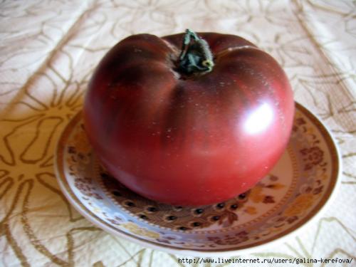 Дикий томат. Характеристика и описание томата «Дикий Фред»