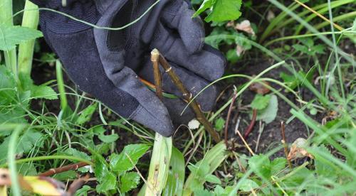 Обрезка на кольцо, что это. Что значит обрезать на кольцо? 04