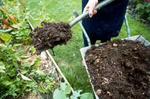 Где сажать малину на участке. Нюансы выращивания ягод – где на участке посадить малину?