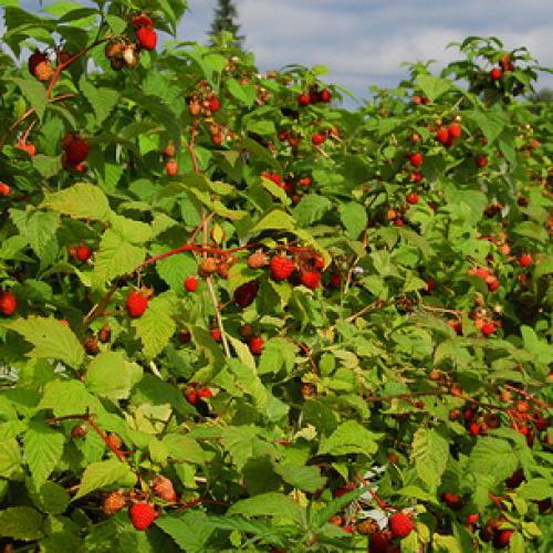 Красивые грядки для малины. Грядка 10