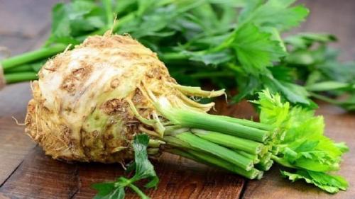 Где растет сельдерей. Сельдерей – это многолетнее или однолетнее растение